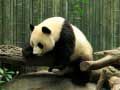 Játék Panda Puzzle online