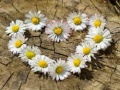Játék Daisy Heart Kirakós online