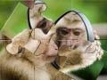 Játék Simpánz Puzzle online