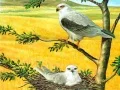 Játék Ragadozó Madarak Puzzlija online