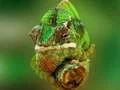Játék Kaméleon Puzzle online Játék Kaméleon Puzzle online