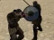 Játék Gladiátor szimulátor online