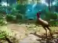 Játék Vadász 3D online