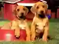Játék Kiskutyás Pár Puzzle online