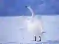 Játék Elegáns hattyúk online Játék Elegáns hattyúk online