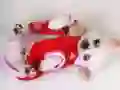 Játék Aranyos Kiskutya Csúszda online