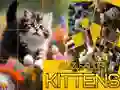 Játék Puzle Csúszkáló Kiscicák online