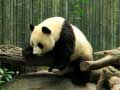 Játék Panda Puzzle online